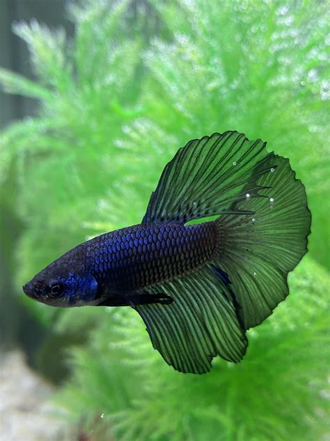 As soon as the baby betta fish, also known as fries are hatched, they spend a few days in nests which are guarded by the male betta. Just got my betta from Petsmart 2 days ago and had him in ...