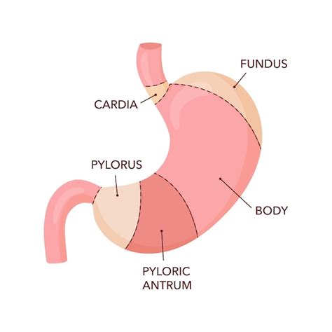 Diagrama De Anatomía Del Estómago Humano Vector Premium