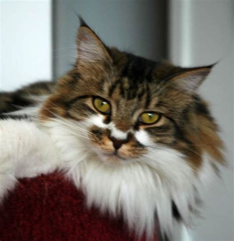 Maine coon cat information, pictures, facts and videos. What Are the Five Most Popular Cat Breeds? | PetHelpful