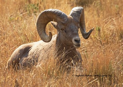 Ingham Nature Photography Inc Golden Ram Bighorn Sheep Adult