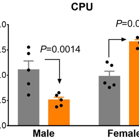 Sex And Brain Region Dependant Levels Of Ppp1r12b Mrna In Np Vs P