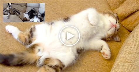 These Funny Cats Sleeping In Weird And Cute Positions Will