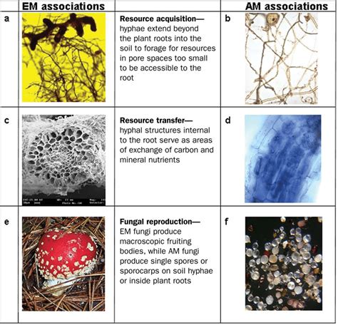 Resource Acquisition Resource Transfer And Fungal Reproduction In The