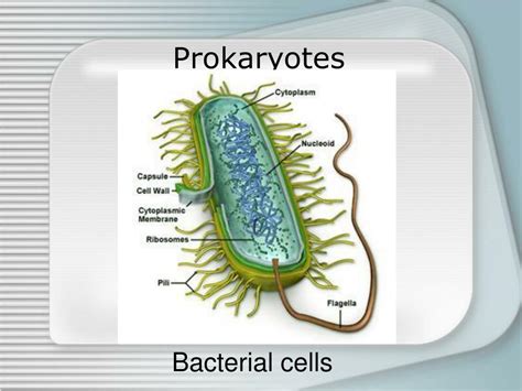 Ppt Prokaryotes Eukaryotes And Viruses Powerpoint Presentation Free