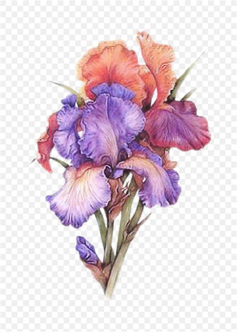 Irises Watercolor Painting Watercolour Flowers Art Png 800x1150px