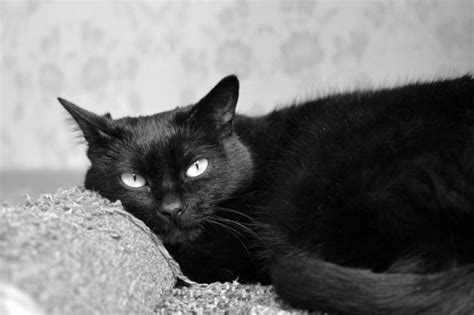 Free Images Black And White Kitten Darkness Black Cat Monochrome