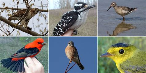 Top 10 Types of Birds - Getinfolist.com