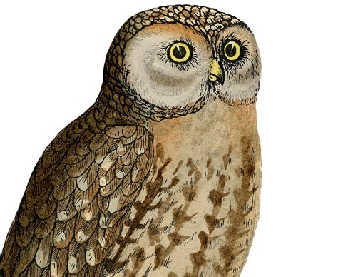 Cute Vintage Owl Printable - The Graphics Fairy