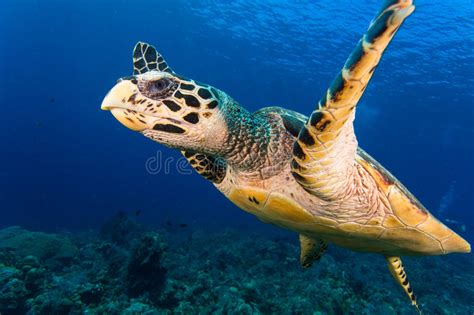 Hawksbill Turtle Face Stock Photo Image Of Tropical