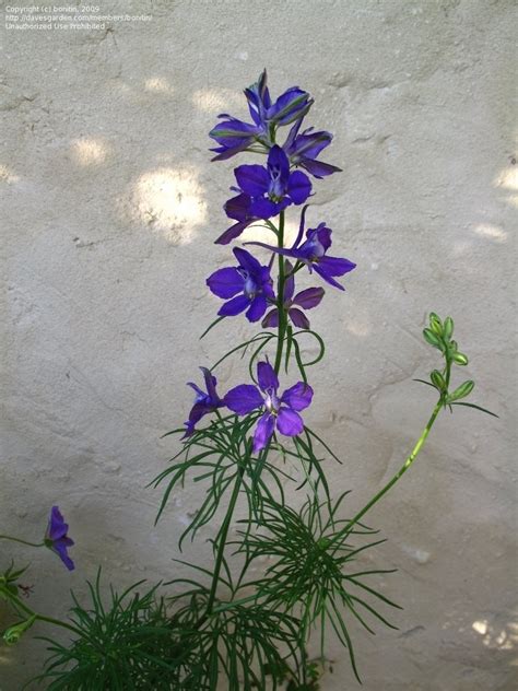 Plantfiles Pictures Regal Knights Spur Field Larkspur Consolida