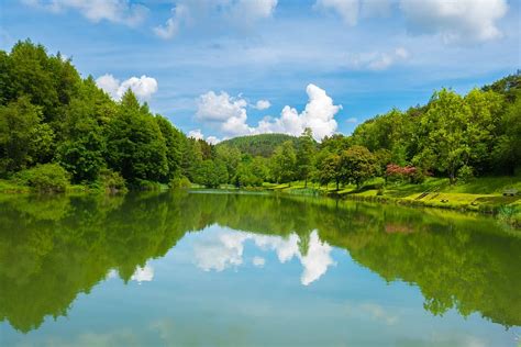 Free Download Hd Wallpaper Calmly Body Of Water Near Green Leafed