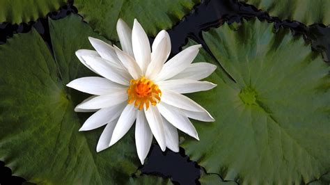No need to register, buy now! Free Lotus flower Stock Photo - FreeImages.com