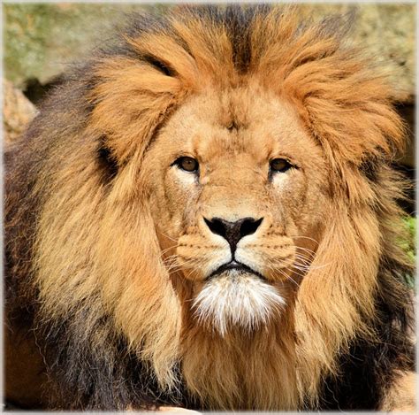 Lion Facts For Kids Interesting Lion Facts Cool Kid Facts