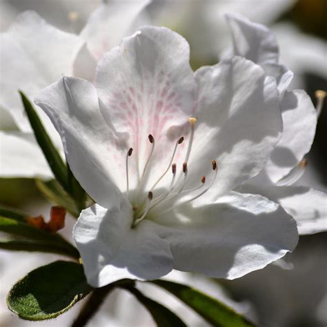White Azalea Flower Photograph By P S