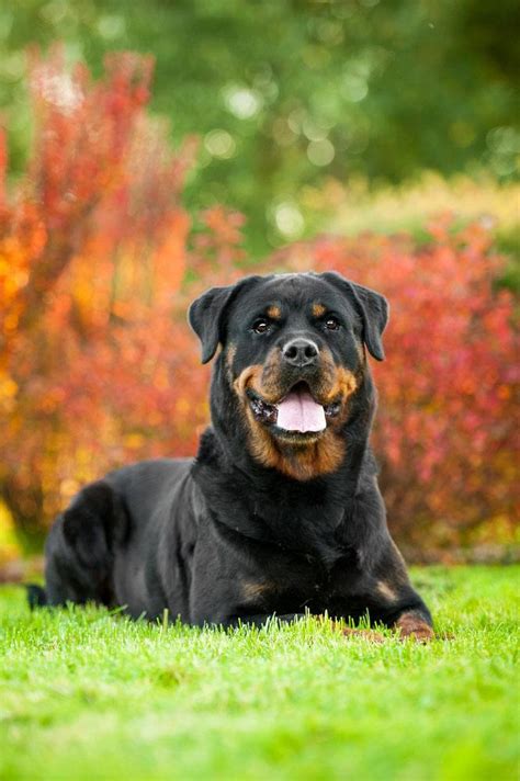 The dogs accompanied armies on long missions and were. Female Rottweiler Names Your Gal Pal Will Love