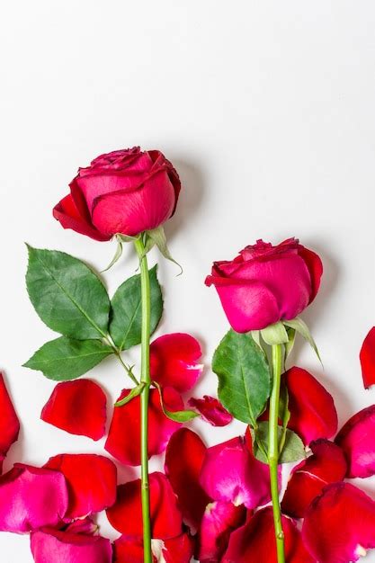 Romantische Rote Rosen Der Nahaufnahme Kostenlose Foto