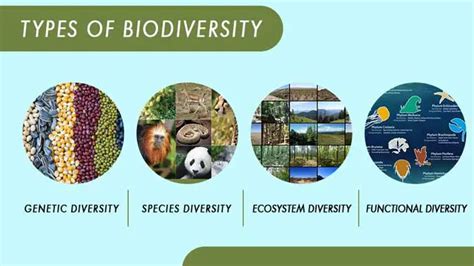 What Are The Types Of Biodiversity And Why It Matter To Us