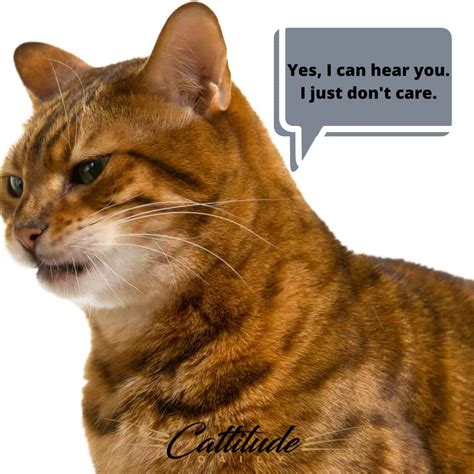 A Collections Of Cats With Ultimate Cattitude Cattitude Daily