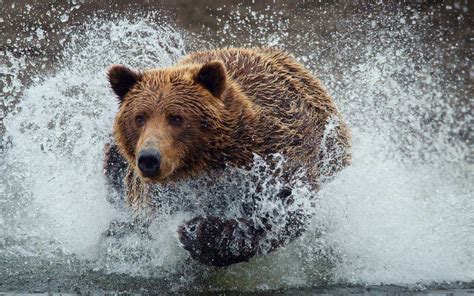 Wallpapers Joo Brown Bear Running Through Water