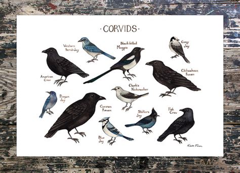 Corvids Of North America Field Guide Art Print Watercolor Art Et