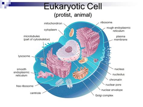 Eukaryotic Cell Diagram Animal Functions Functions And Diagram