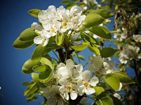 รูปภาพ ต้นไม้ สาขา ปลูก ขาว ผลไม้ ดอกไม้ อาหาร ฤดูใบไม้ผลิ