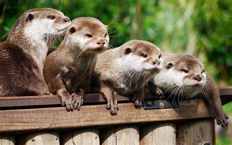 Cute Otter Wallpapers Top Free Cute Otter Backgrounds Wallpaperaccess