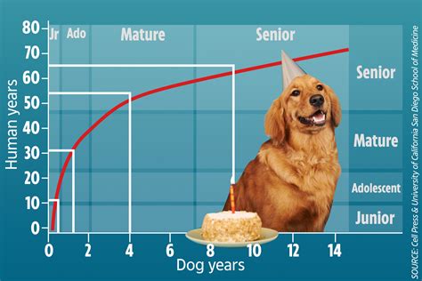 Youve Been Calculating Your Dogs Age Wrong New Chart Reveals True