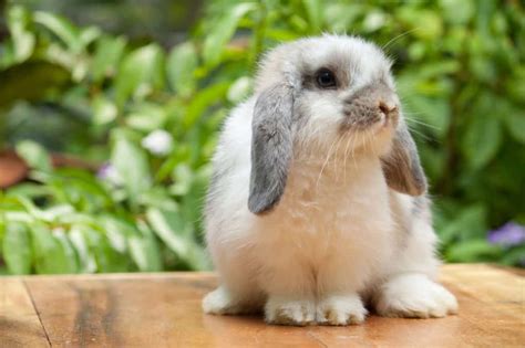 Smallest Rabbit Breeds 8 Examples Four Paw City