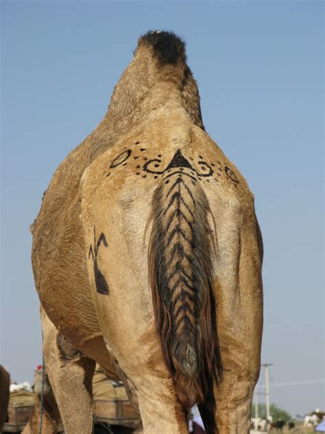 Decorated Camel Tail Pushkar Camel Festival India Flickr