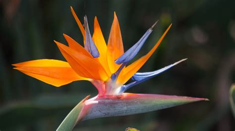 Most Beautiful Bird Of Paradise Flower Youtube
