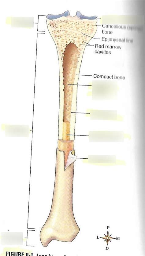 Structure Of Long Bone Diagram Quizlet