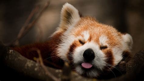 Red Panda Images Hd Wallpapers For Pc