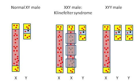 Bishopblog The X And Y Of Sex Differences