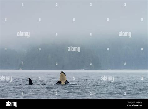 Northern Resident Killer Whale Spyhopping On A Foggy Morning In
