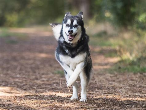 How Often Should Huskies Be Walked