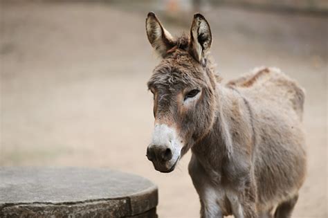 Donkey Of Brown Color Stock Photo Download Image Now Istock