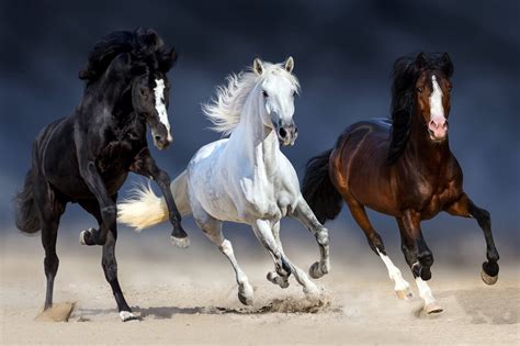 Three Horses Run Trendige Fototapete Photowall