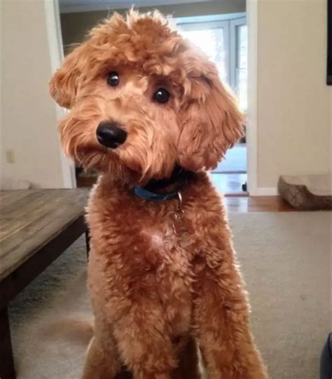 F2b Goldendoodle Is The Best Generation Of This Breed 2024