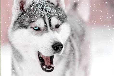 Facts About Siberian Husky 10 Things Many Dont Know About This Breed
