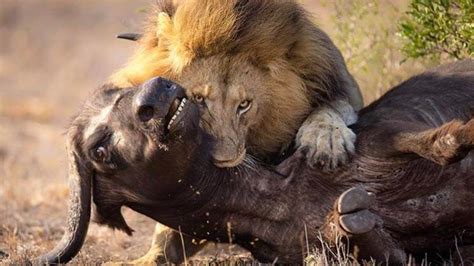 Brutal Lions Hunting Buffalo And Devouring It In No Time Wild Full HD