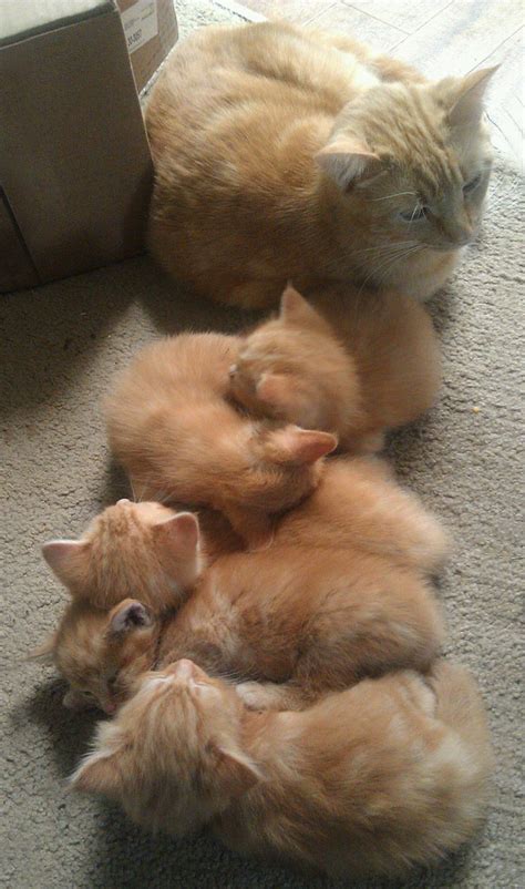 Mama cats are there from the very beginning, from nursing their kittens to teaching them how to play, stay safe, and develop their natural cat instincts. Mom Cat With Her Orange Tabby Kittens | Bored Panda