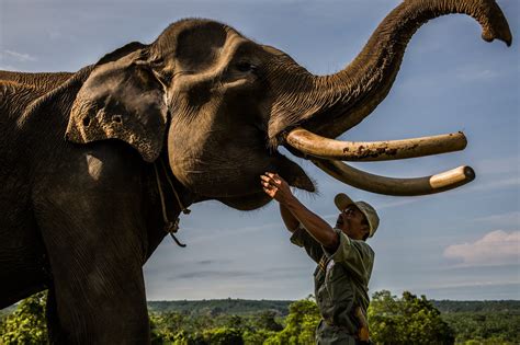 Wildlife Detectives Pursue The Case Of Dwindling Elephants In Indonesia