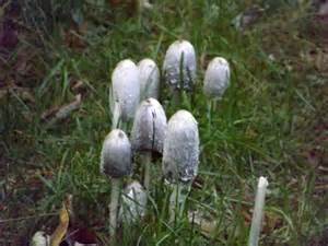 Ohio Mushrooms Photos