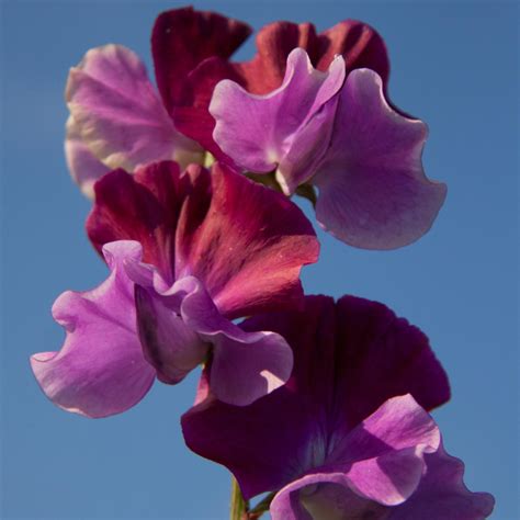 Sweet Pea Seed Purple Pimpernel Easton Estate And Walled Gardens