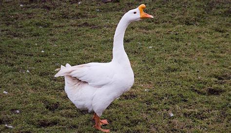 Goose Breed Profiles Get To Know Chinese Geese Hobby Farms