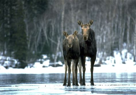 Apnewsbreak Isle Royale Wolf Decline Boosts Moose