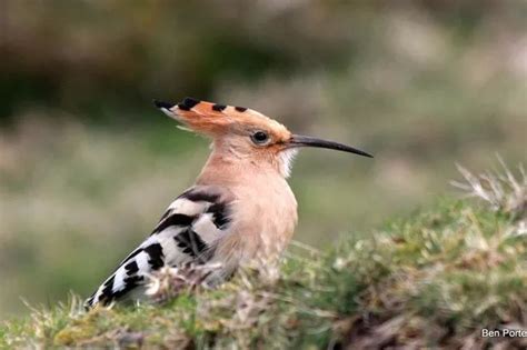 Rare Exotic Hoopoe Bird Spotted On Pen Llŷn In Gwynedd North Wales Live