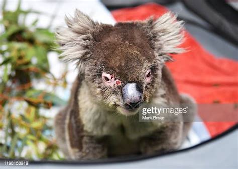 Female Koala Shirley Recovering In Her Pen At Adelaide Koala Rescue