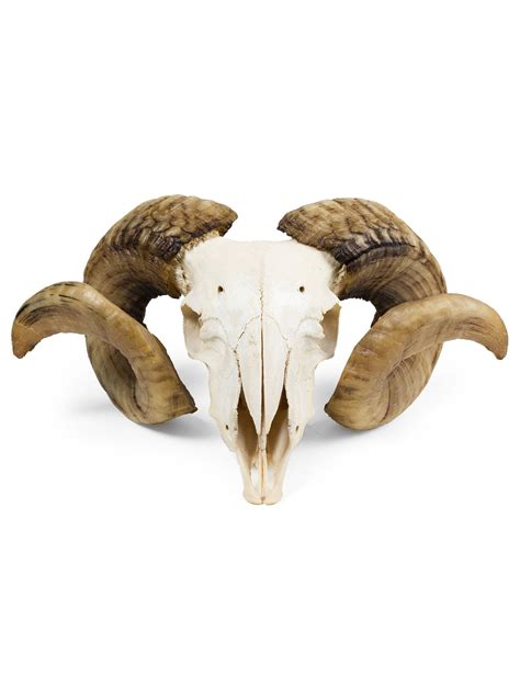 Free Photo Ram Skull Anatomy Research Horns Free Download Jooinn